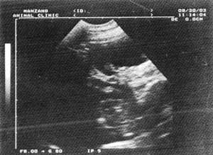B&W ultrasound image